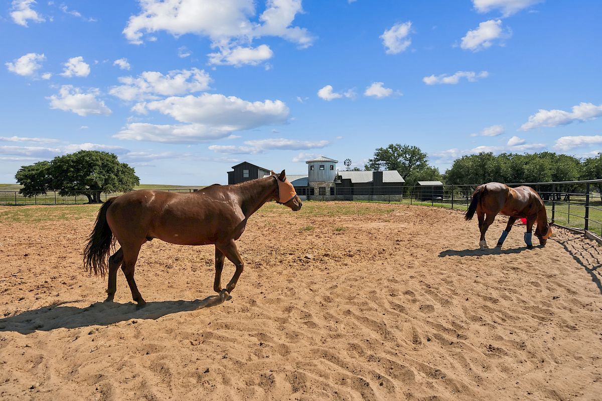 Two horses are in a sandy paddock with trees and a farmhouse in the background under a partly cloudy sky.