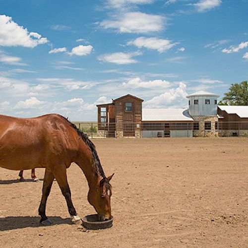 A horse is drinking from a trough in a dry, open field with several wooden buildings in the background under a clear blue sky with scattered clouds.